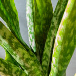Sansevieria Masoniana 'Dragon'