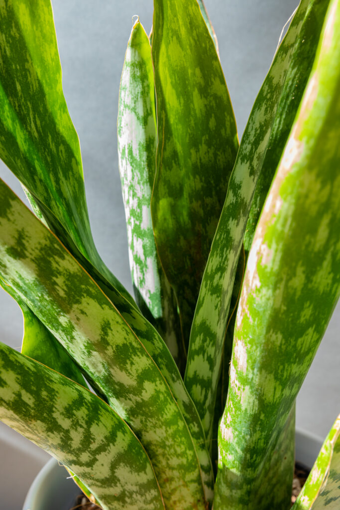 Sansevieria Masoniana 'Dragon'