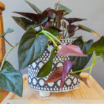 Syngonium Erythrophyllum Red Arrow