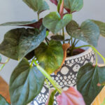 Syngonium Erythrophyllum Red Arrow
