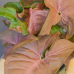 Syngonium Red Heart