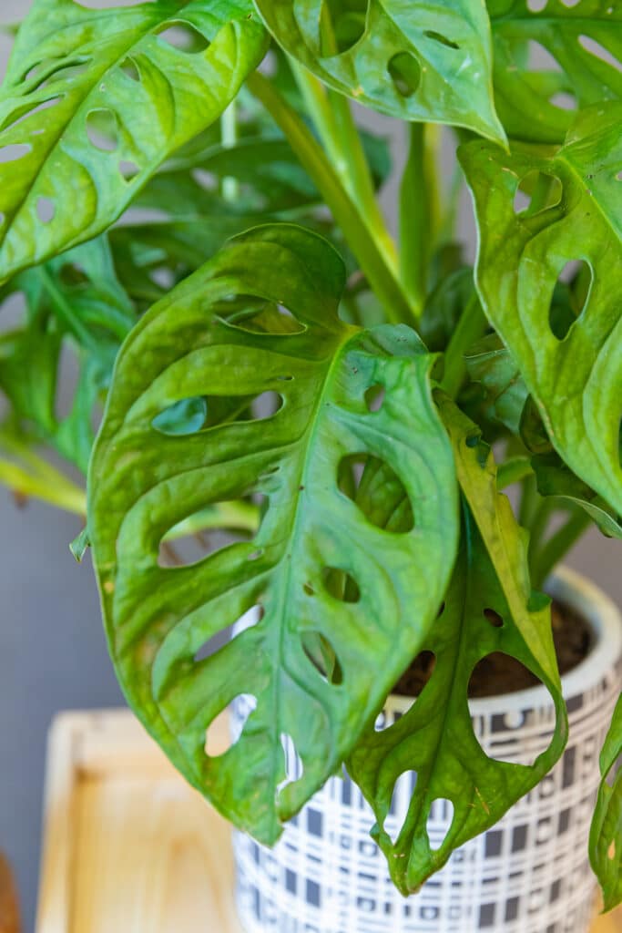 monstera zimmerpflanze kaufen Monstera Full Mint deliciosa borsigiana Variegata 