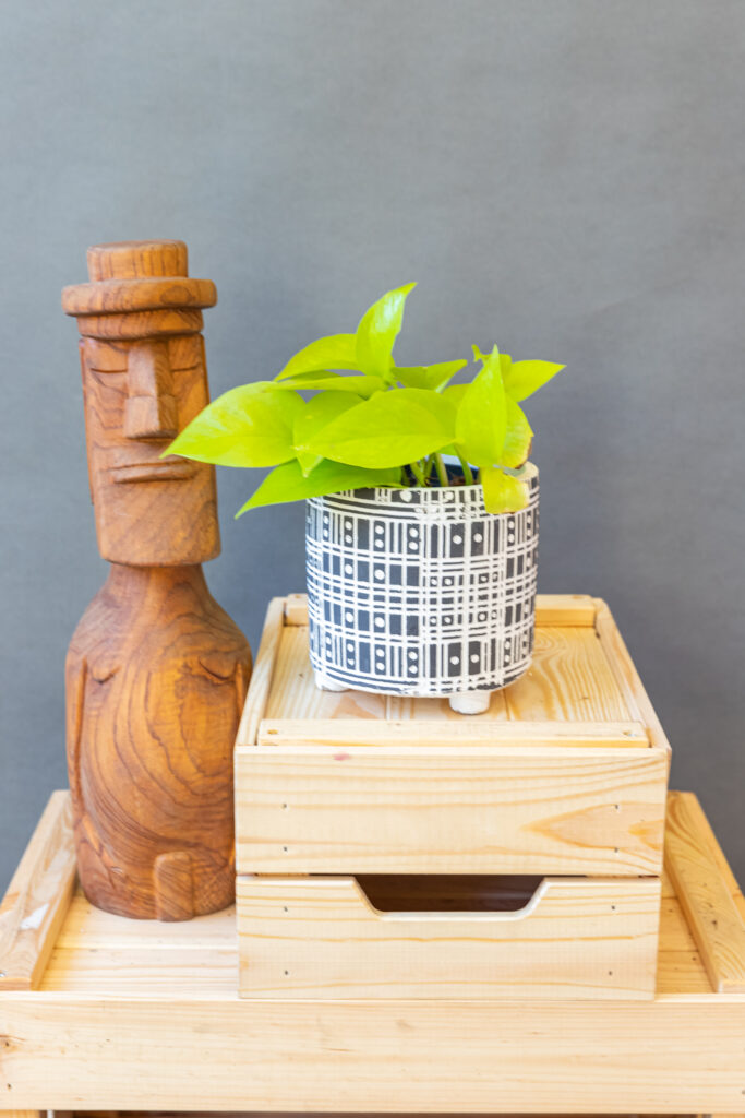 Epipremnum Neon