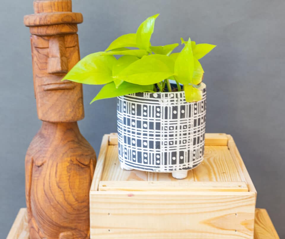 Epipremnum Neon