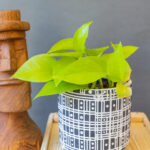 Epipremnum Neon