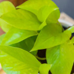 Epipremnum Neon