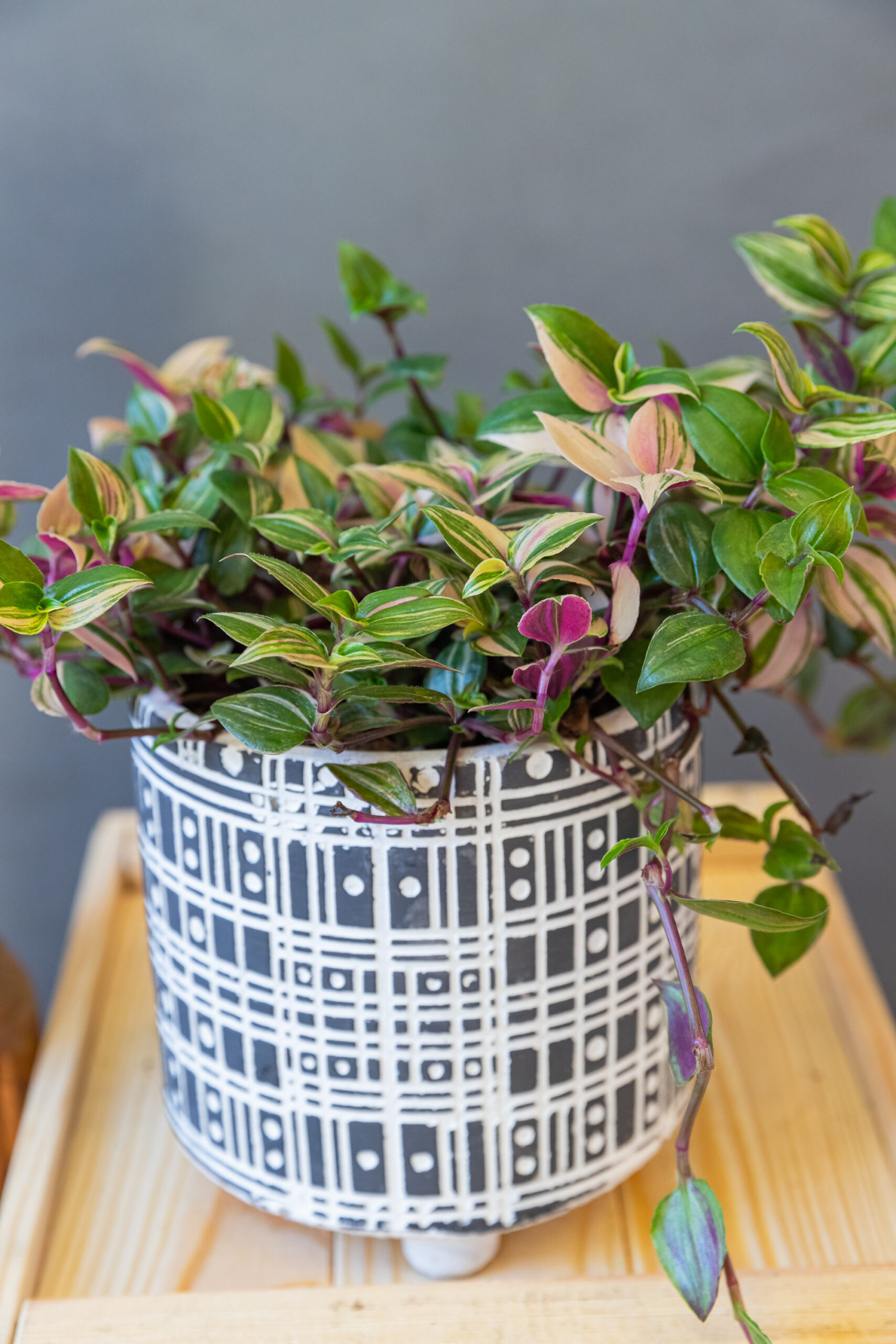 Tradescantia Quadricolor