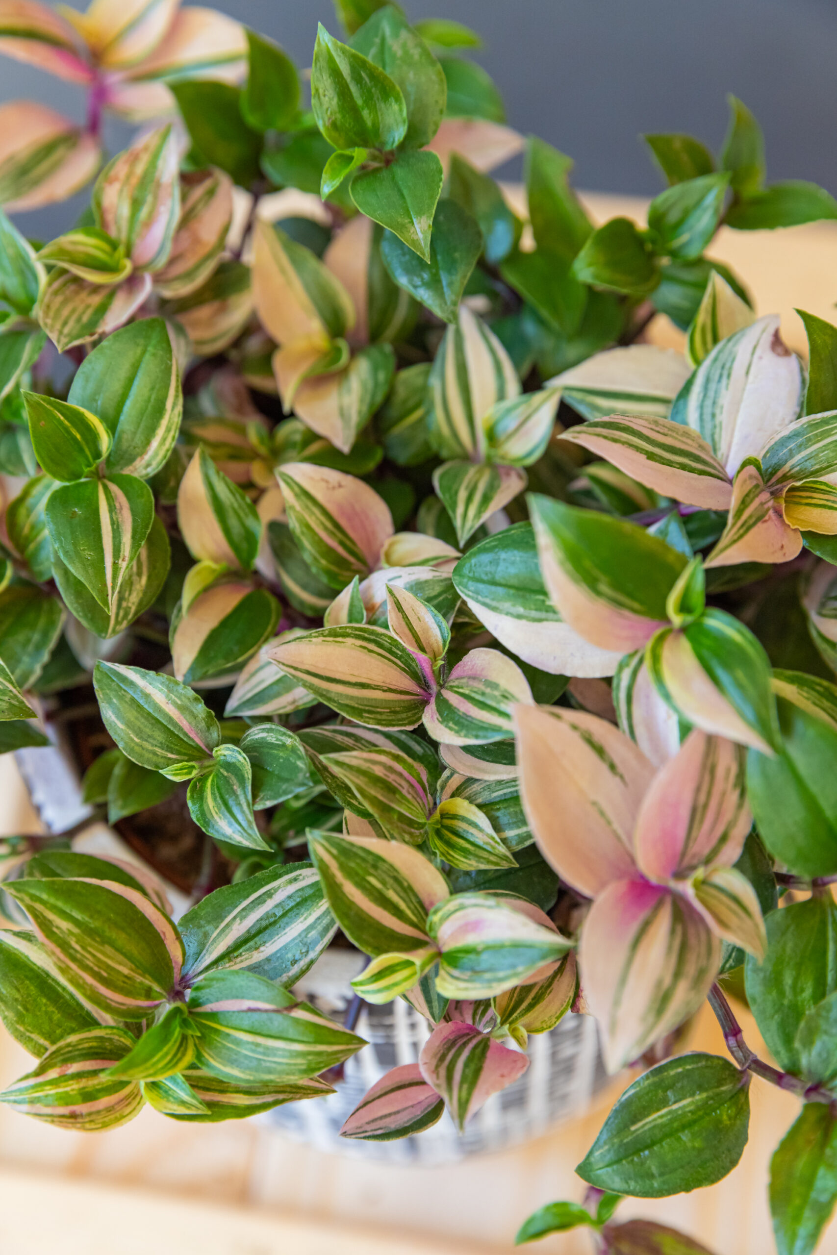 Tradescantia Quadricolor