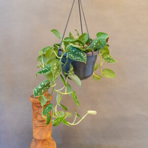 Scindapsus Argyraeus