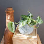 Scindapsus pictus Exotica