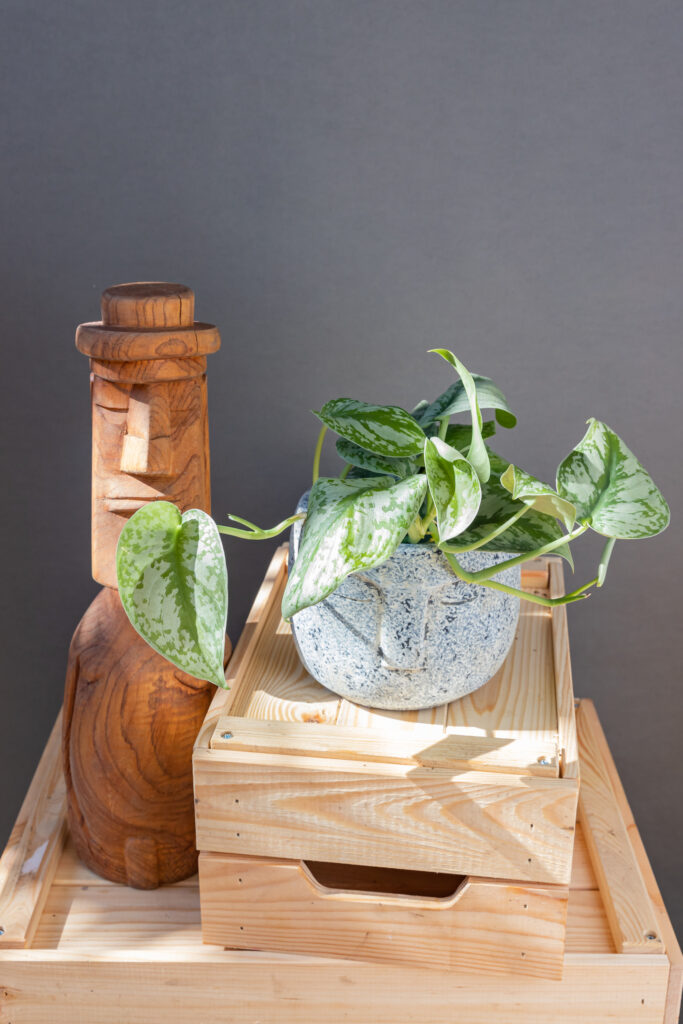 Scindapsus pictus Exotica