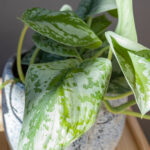 Scindapsus pictus Exotica