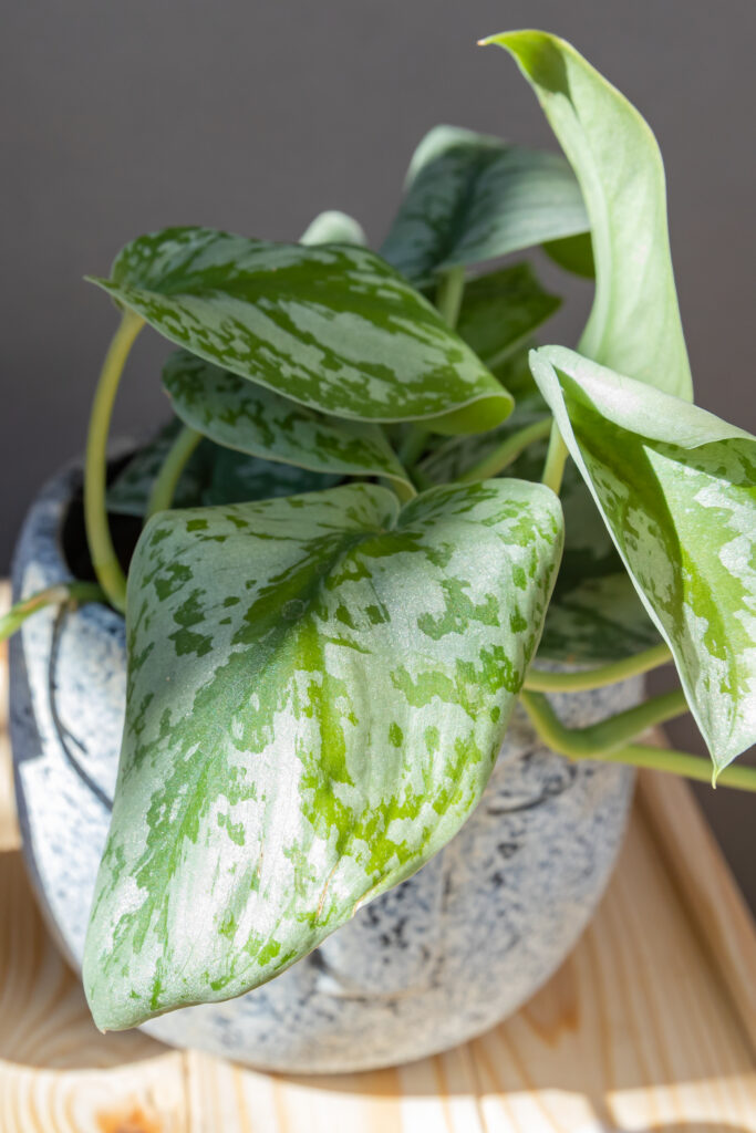 Scindapsus pictus Exotica