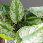 Scindapsus pictus Exotica