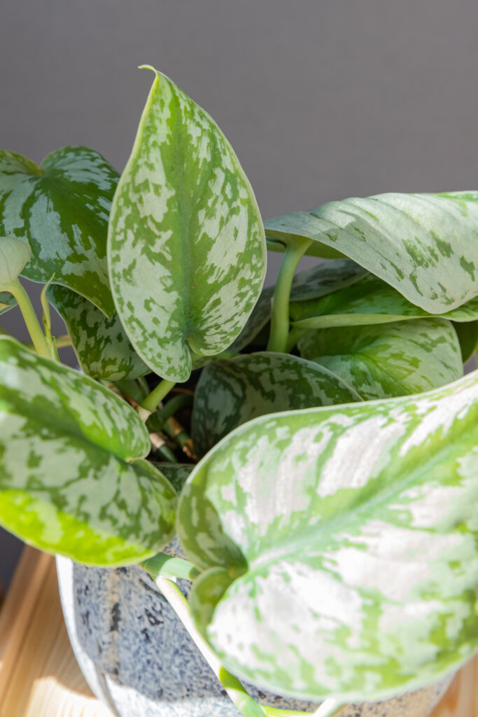 Scindapsus pictus Exotica