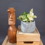 Epipremnum Happy Leaf
