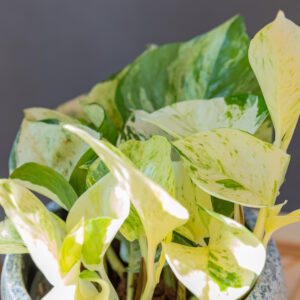 Epipremnum Happy Leaf