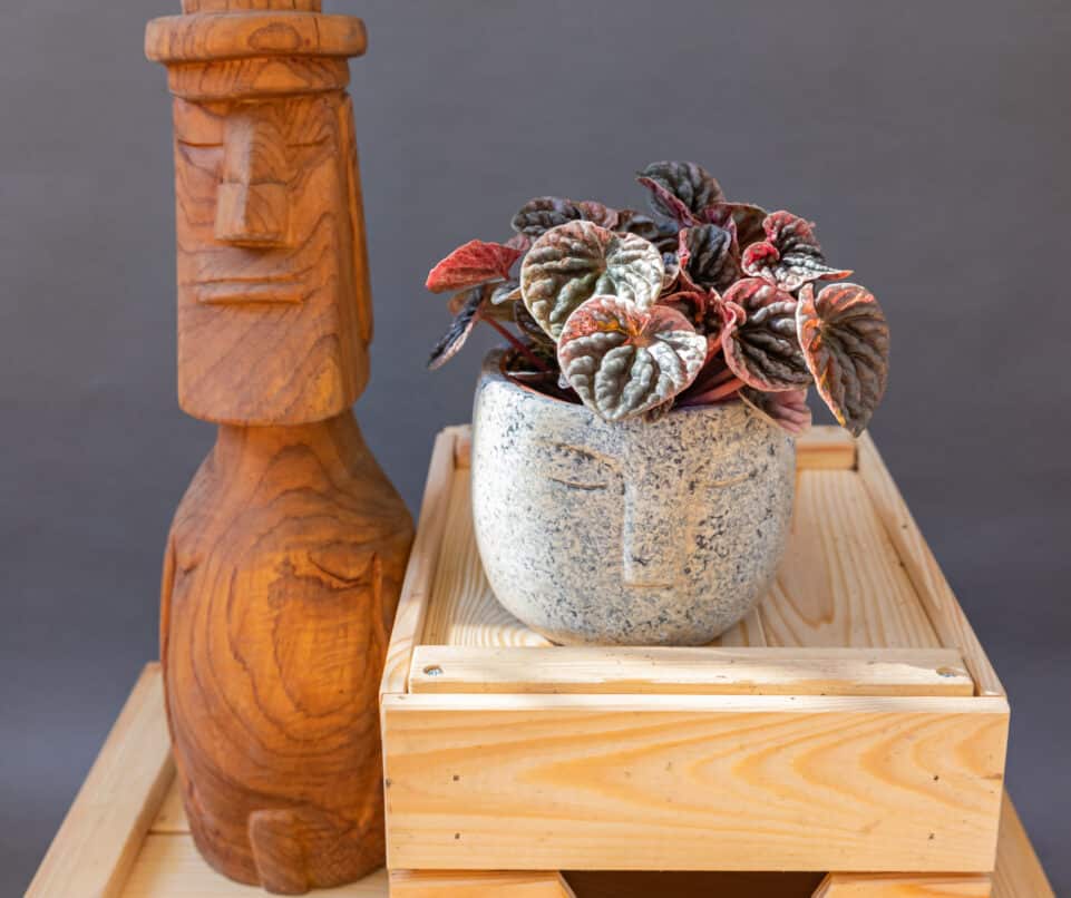 Peperomia Abricos