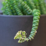 Crassula Hottentot