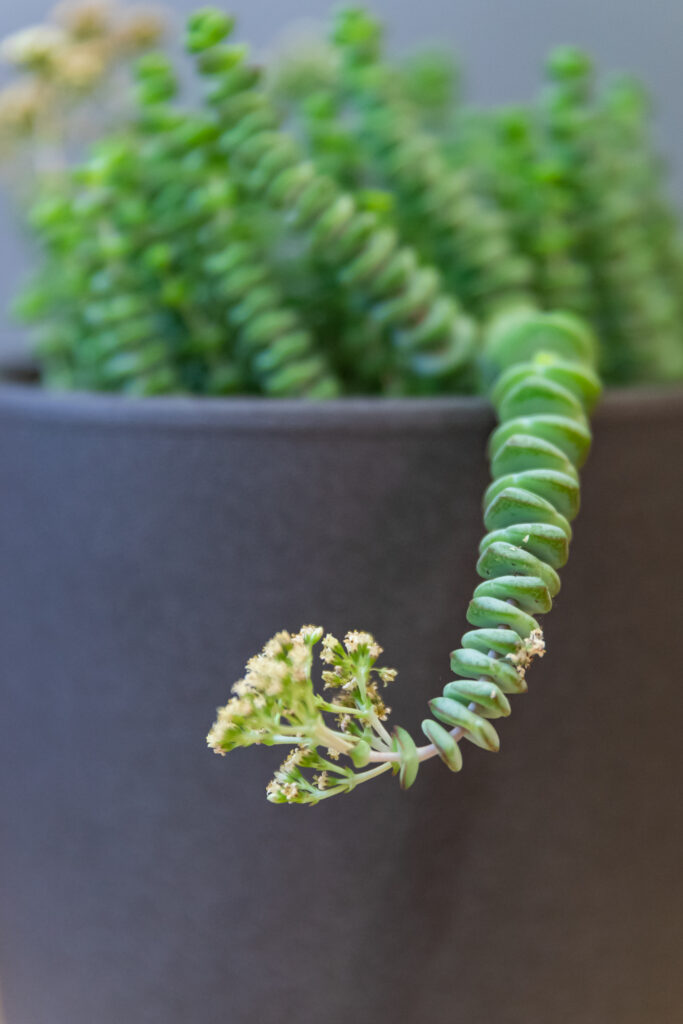 Crassula Hottentot