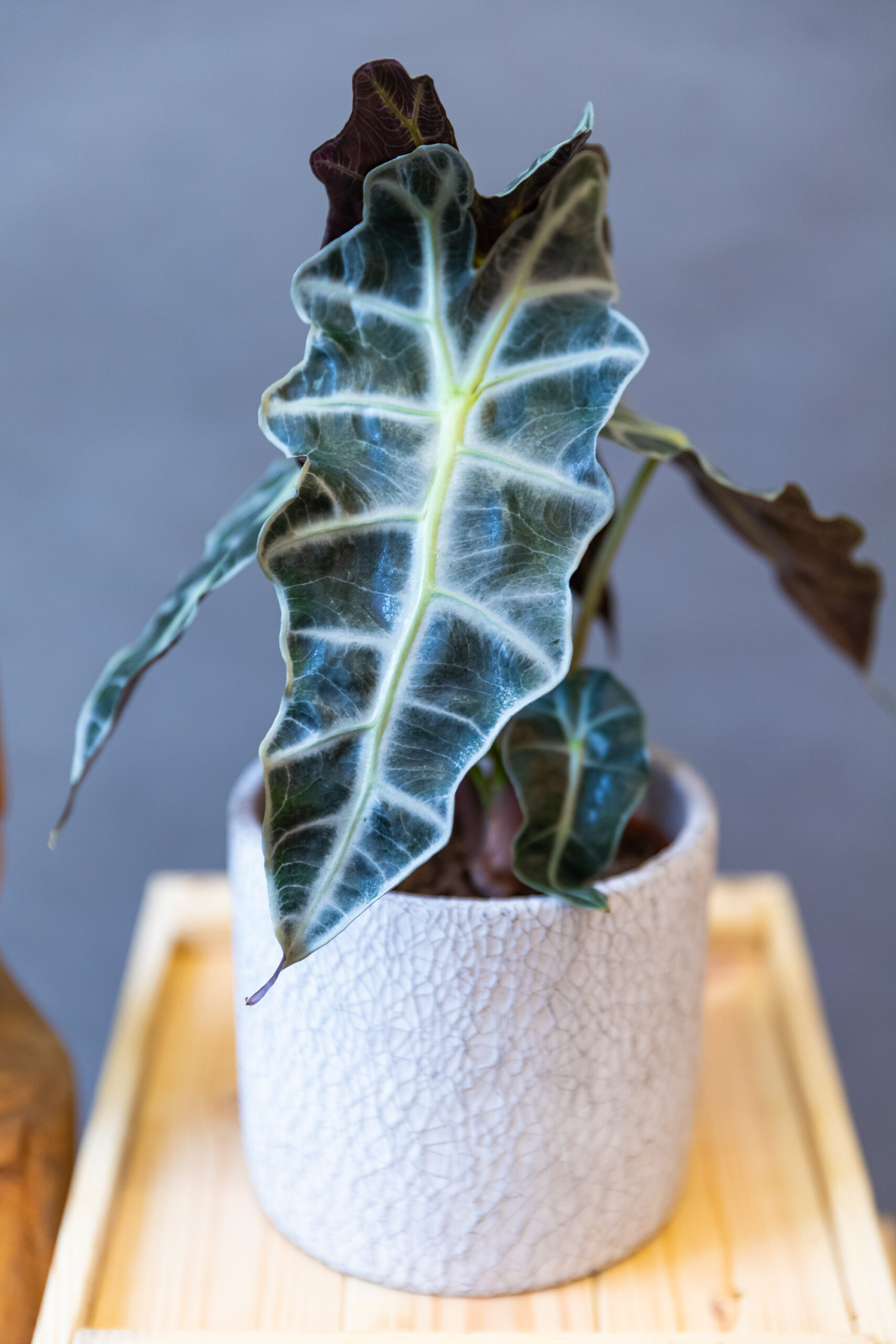 Alocasia Polly