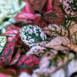 Hypoest - Szeplősarc