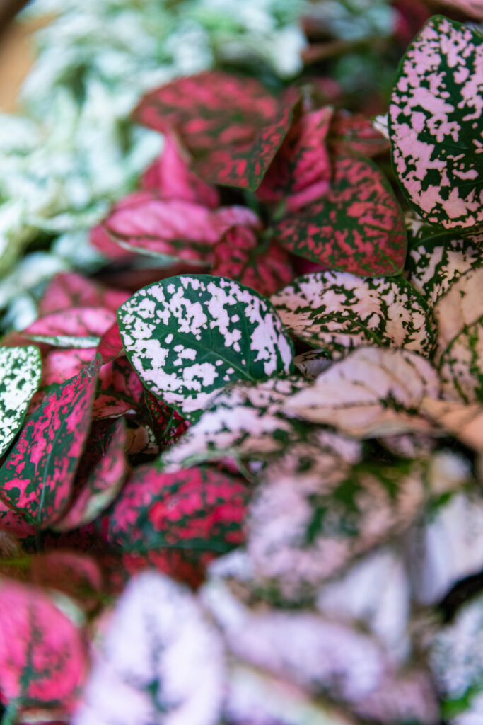 Hypoest - Szeplősarc