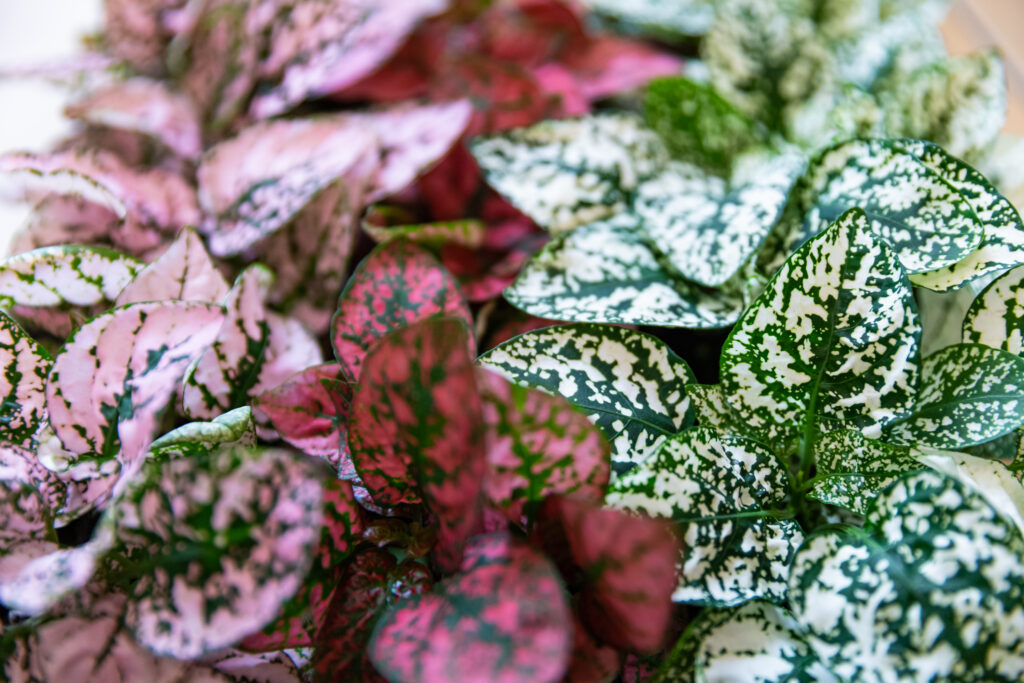 Hypoest - Szeplősarc