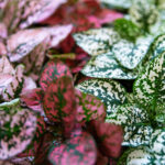 Hypoest - Szeplősarc