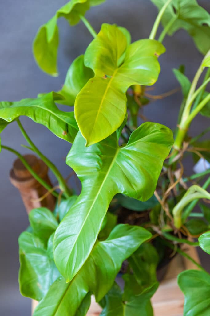 Philodendron Yellow Violin - Moai jungle - Tbb, mint gondolnd