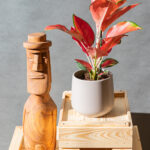 Aglaonema Star Orange