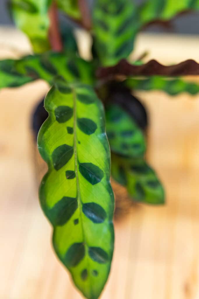 ingeldorf cactus False Saguaro ,Pachycereus pringlei , Mexican Cardon