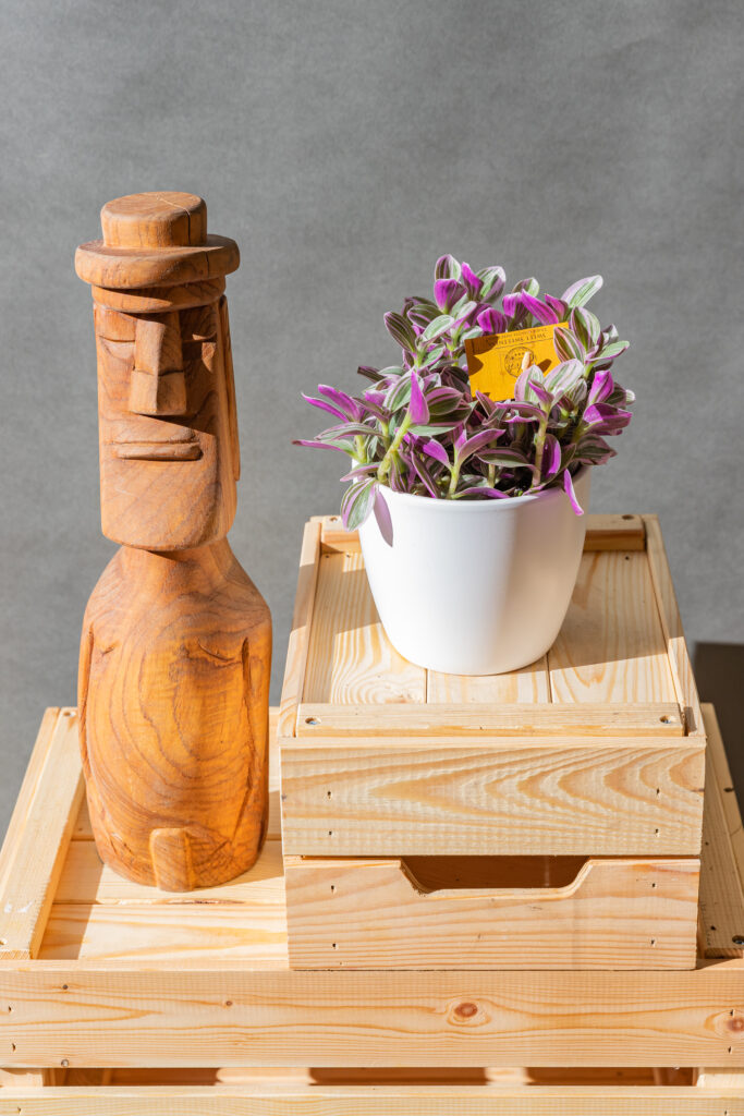 Tradescantia Sweetness