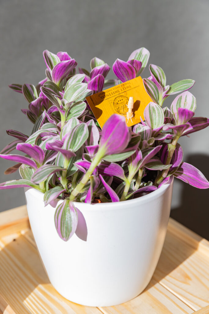 Tradescantia Sweetness