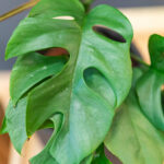 Monstera Minima