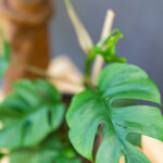 Monstera Minima