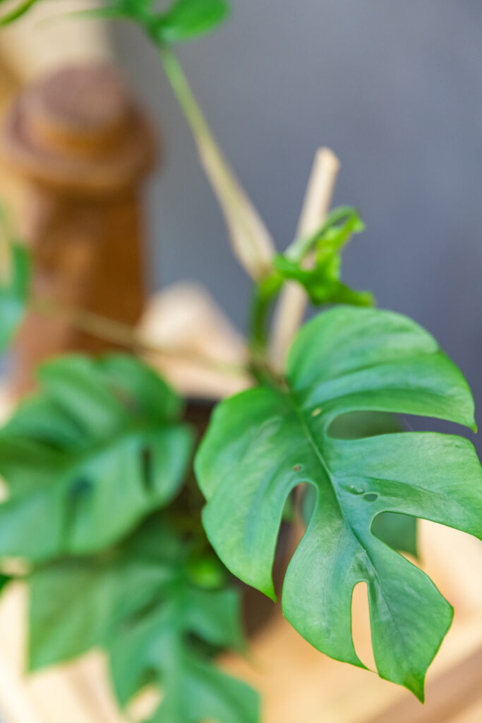 Monstera Minima