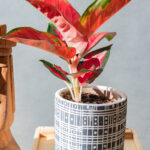 Aglanoema Star Red
