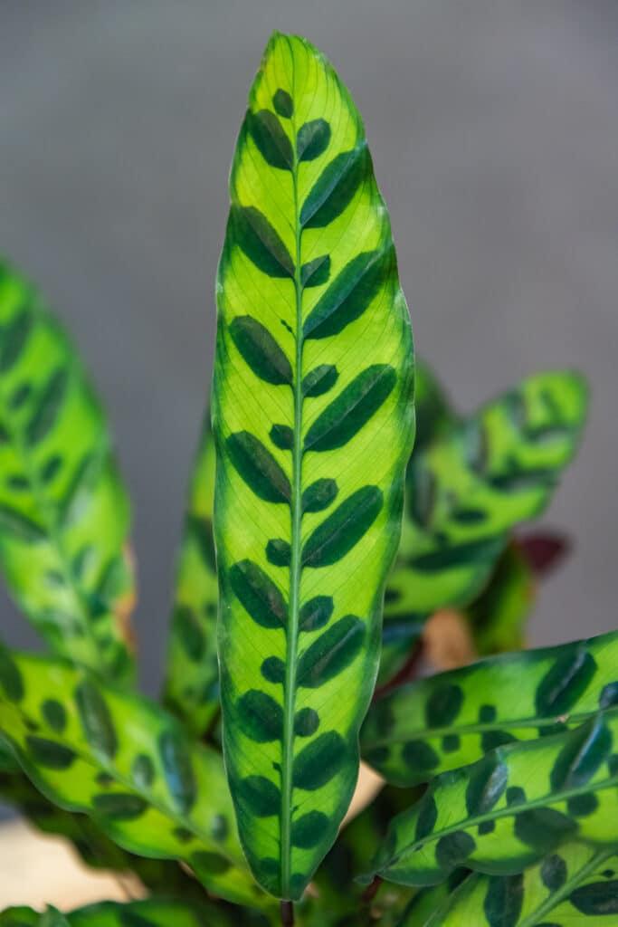 Calathea Lancifolia - Moai Jungle - Tbb, mint gondolnd
