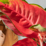 Aglanoema Star Red