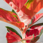 Aglanoema Star Red