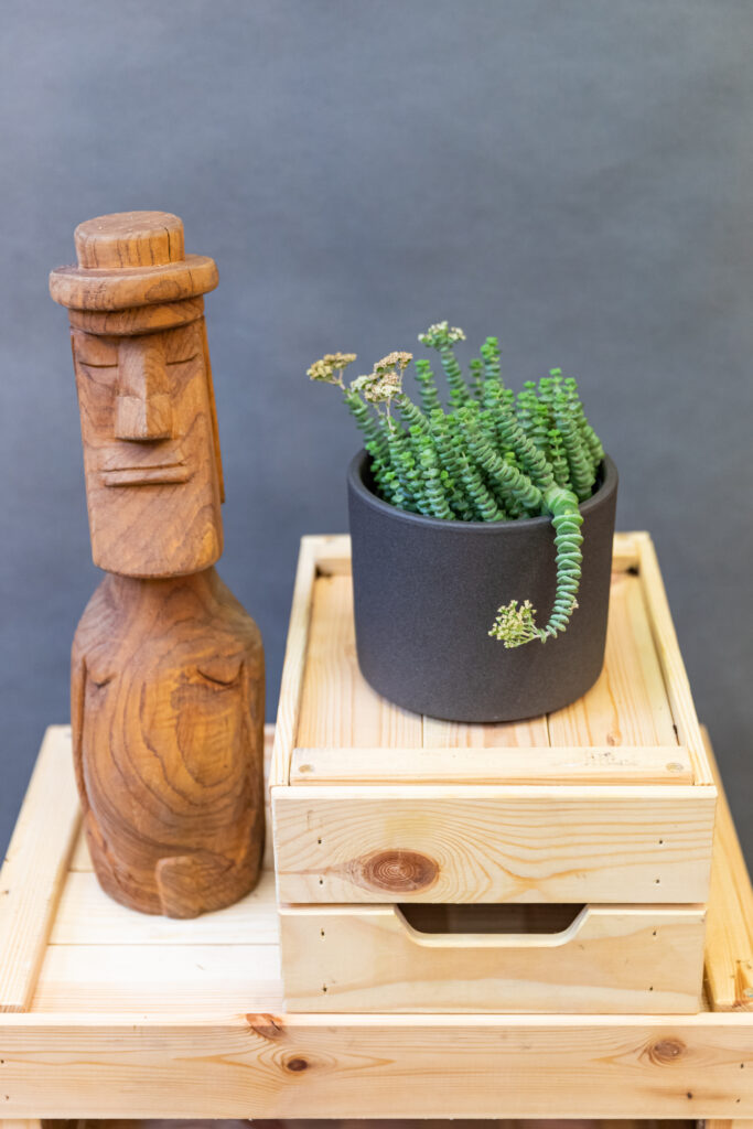 Crassula Hottentot