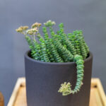 Crassula Hottentot
