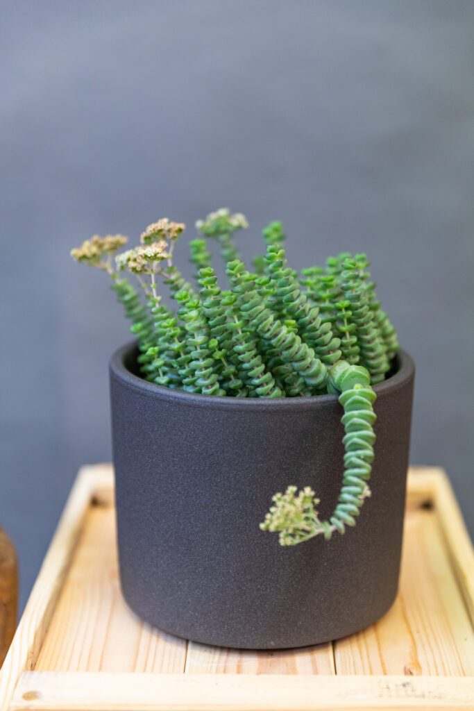 Crassula Hottentot