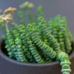 Crassula Hottentot