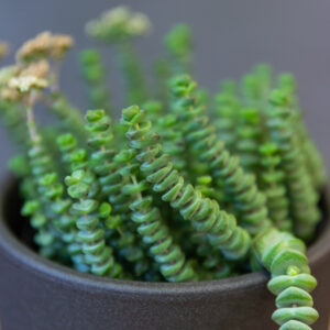 Crassula Hottentot