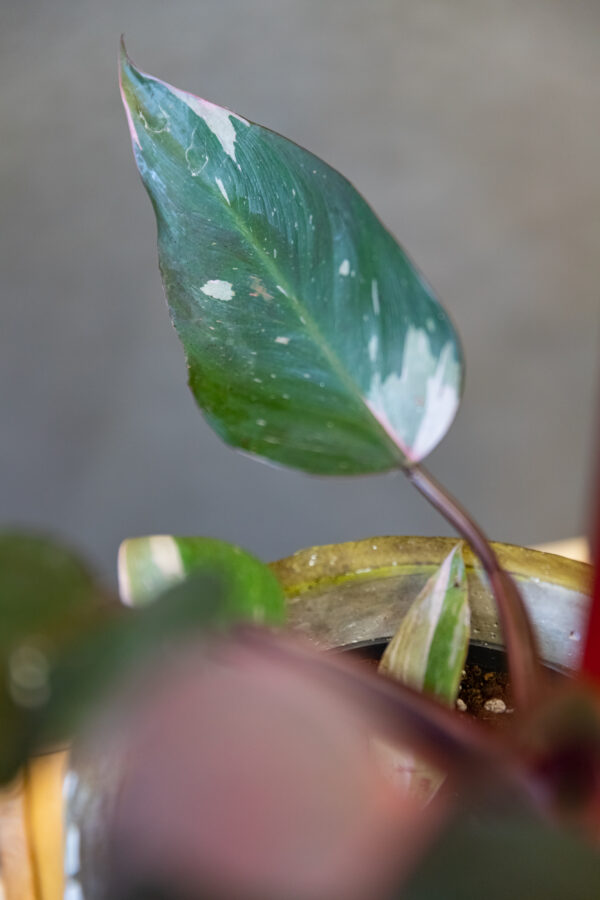 Philodendron PInk Princess