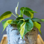 Brasil Philodendron Scandens