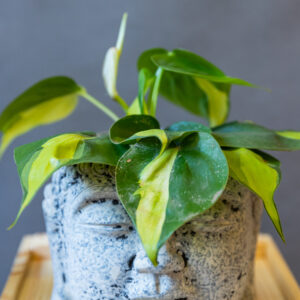 Brasil Philodendron Scandens