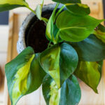 Brasil Philodendron Scandens